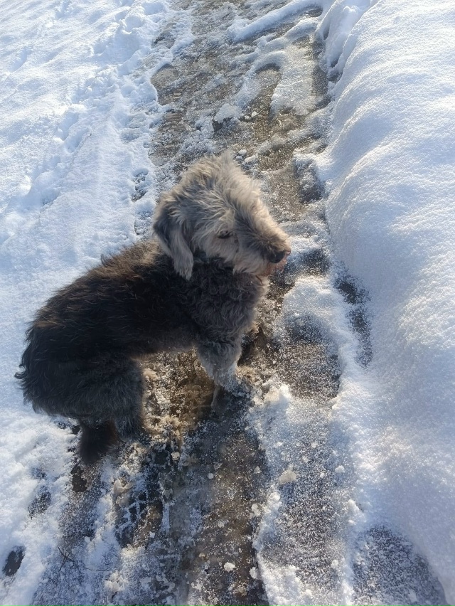 Кто потерял собачку? Бегает вдоль лесополосы напротив ...