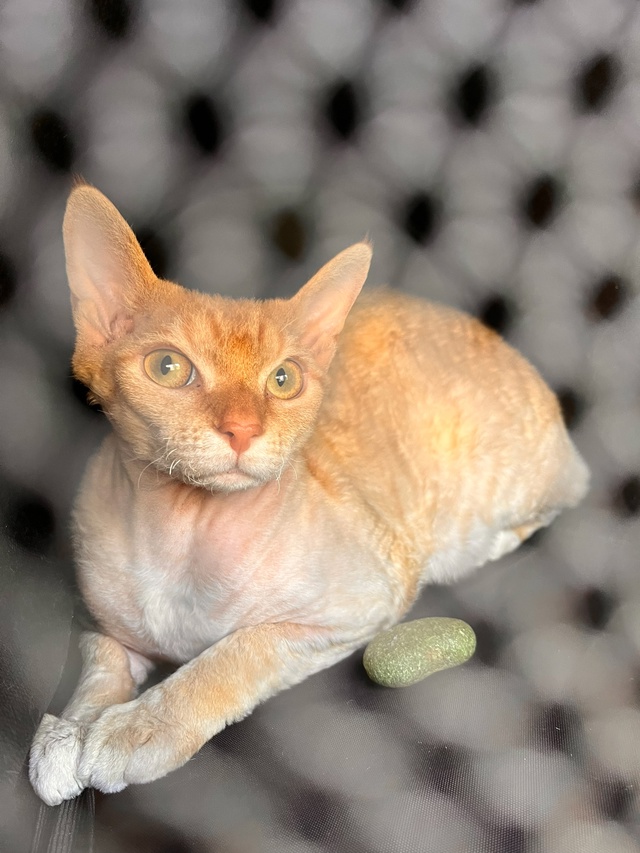 Моя Сыра , Сырок . В прошлой семье была Багирой .
Взяли п...