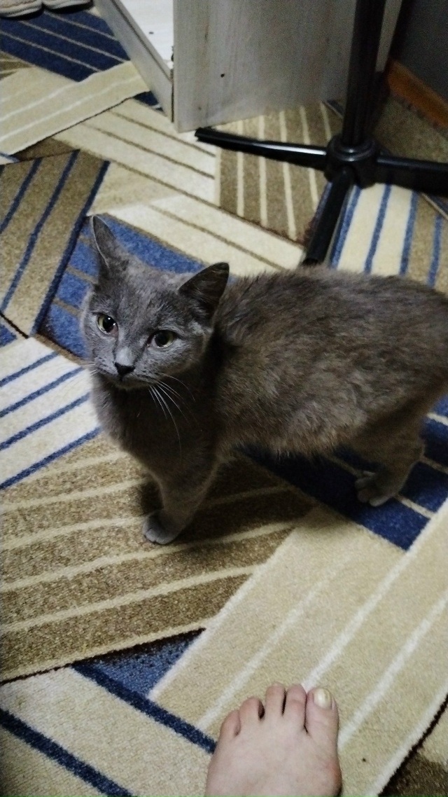 В добрые руки кошечки, все стерилизованны и обработаны...