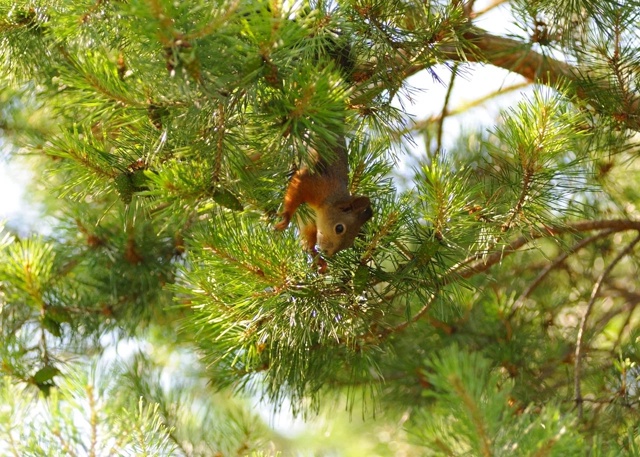 🐿🐈🦆Живность в Парке культуры и отдыха г. Салават
А...