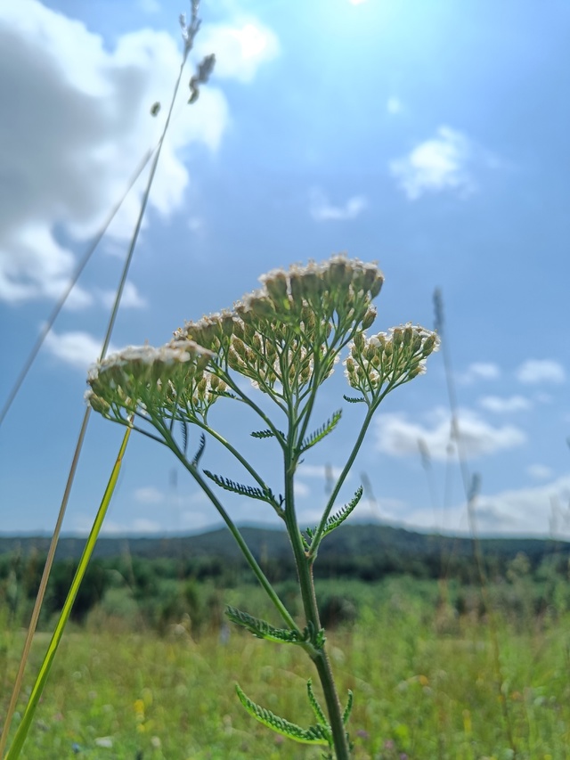 Ягодный поход с подругой, который стал путешествием во...