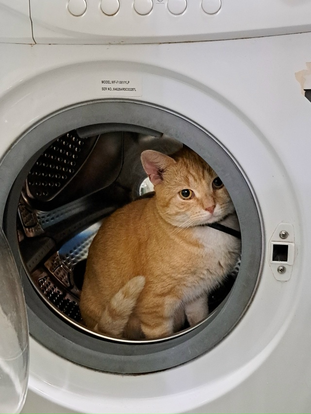 Пропал кот в районе Гайдара, кличка Сэм, на нем чёрный о...