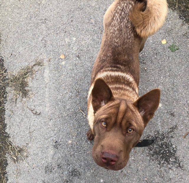 Ищем новых хозяев, прекрасной собачке.
Собачка - молод?...