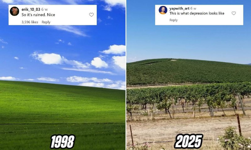 Ушла эпоха: зеленый холм с обоев Windows XP умер — теперь на его месте обычный виноградник.
Фото «Б