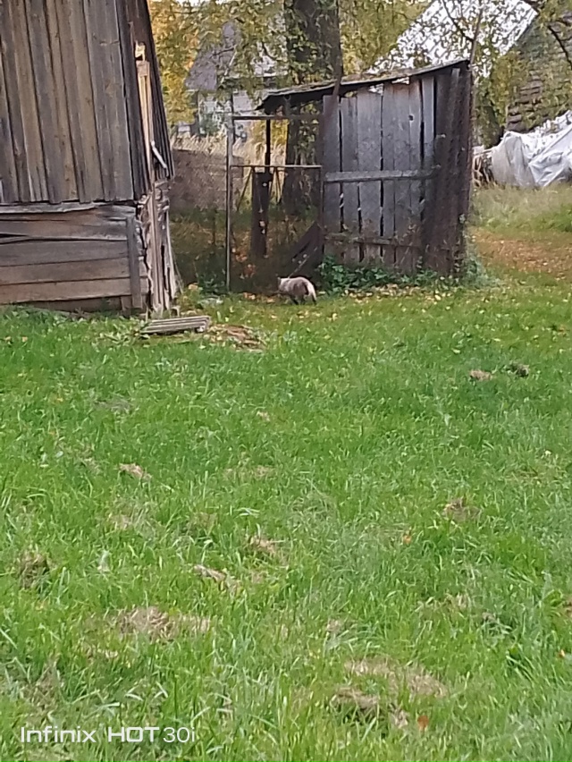 Срочно!!! Умерла хозяйка кошки, нужен для животного дом ...