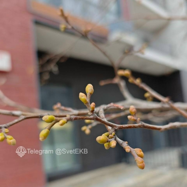 Аномальная тёплая погода в Екатеринбурге привела к пр?...