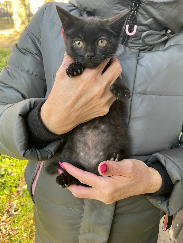 Здравствуйте опубликуйте пожалуйста, нашли маленьког?...