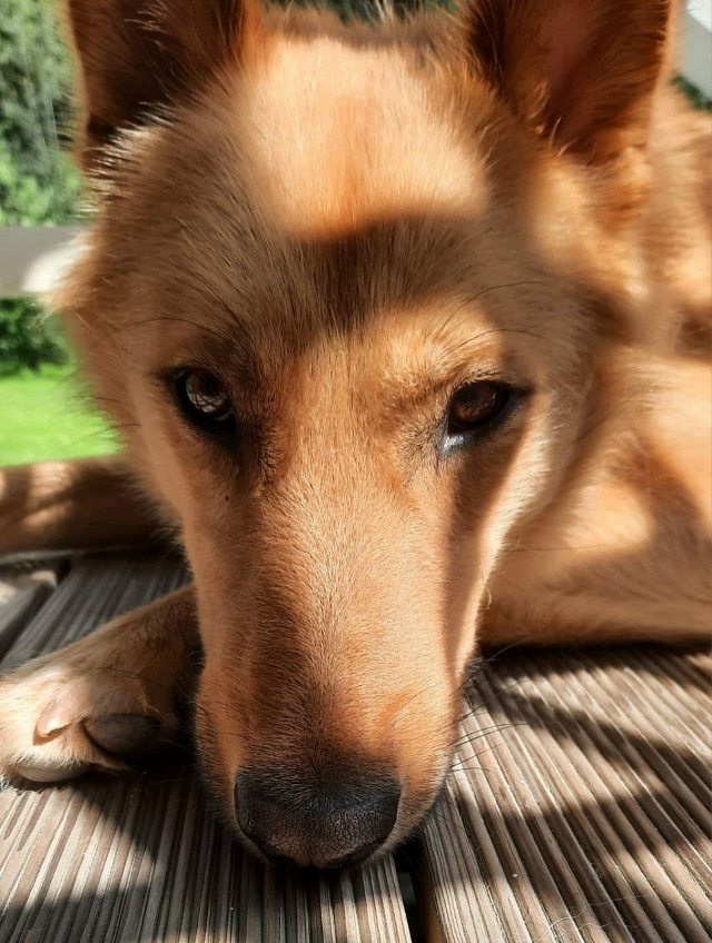 Знакомьтесь — Альф, солнечный пёс с большим сердцем в ?...