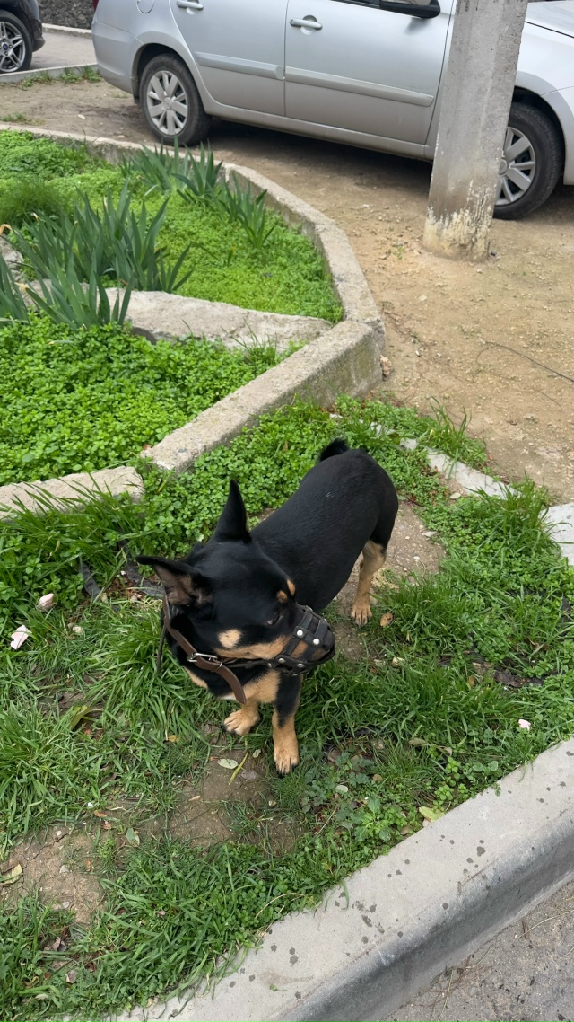 Чей потеряшка? Бегает на пр. Победы , 38