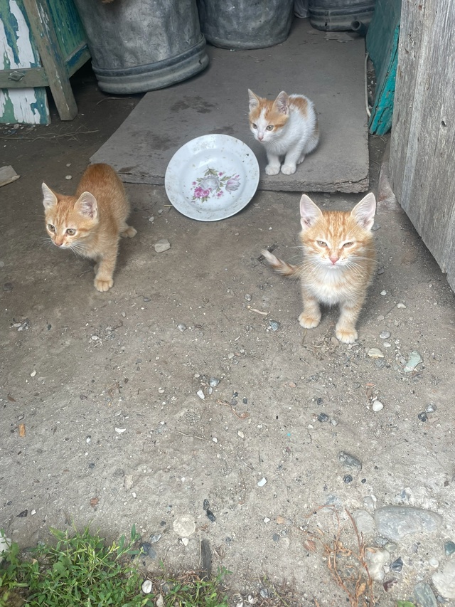 Отдам котят в добрые руки от кошки 🐱 мышеловки т. 890832389...