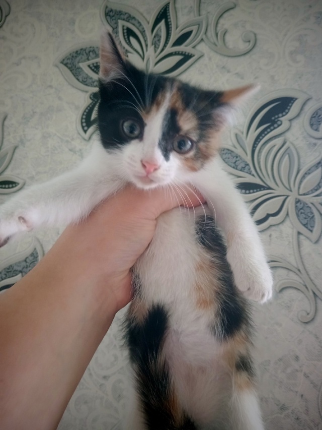 Отдам котят в добрые руки