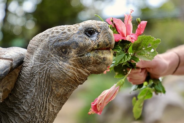 Не стало Бабули⁠⁠
Легендарной черепахи Бабули не ст?...
