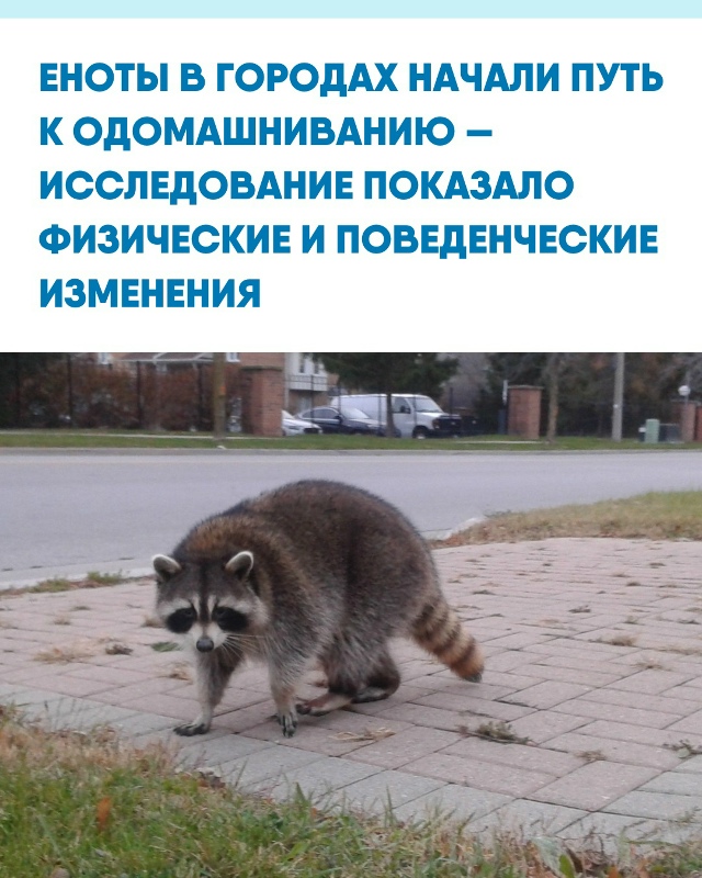 Городские еноты стали меньше бояться людей и постепен?...
