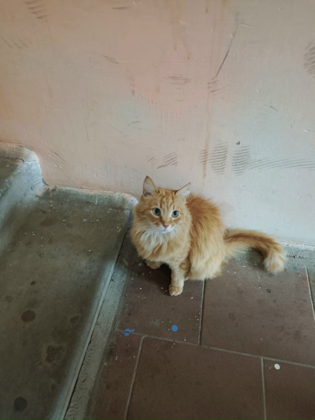 Прекрасная кошечка ищет себе заботливых хозяев!!! В под...