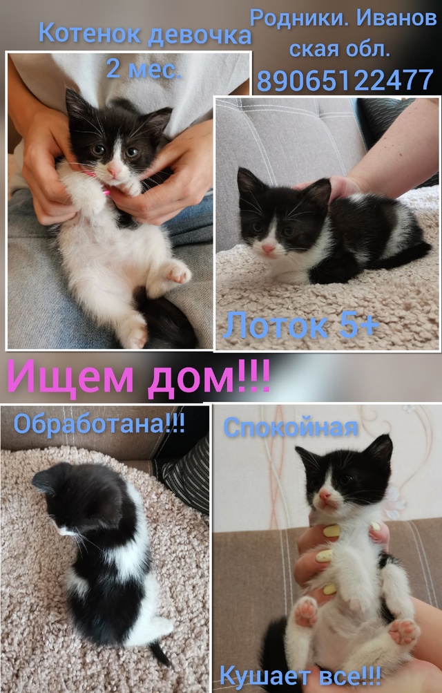 Родники. Ивановская обл. Малышка Василиса ищет дом!!! Во...