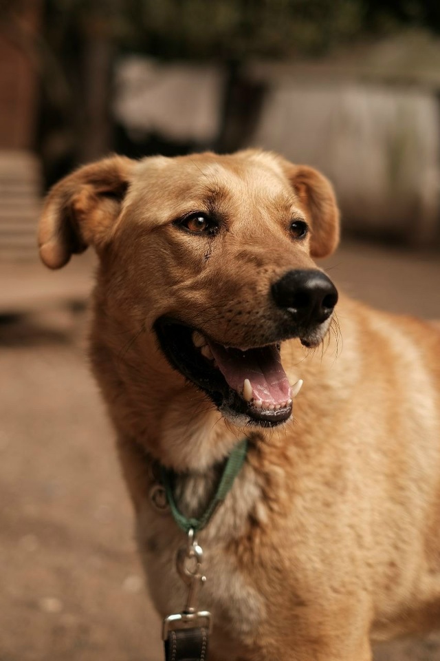 Уважаемые соседи, здравствуйте
Пост-боль
Никто не ище?...