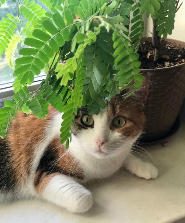 Мутя -Баламутя( Матильда) играет в Тю Тю)