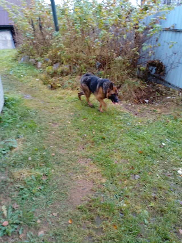 Здравствуйте,чья собака авчарка,привезалась с ул.Лени ...