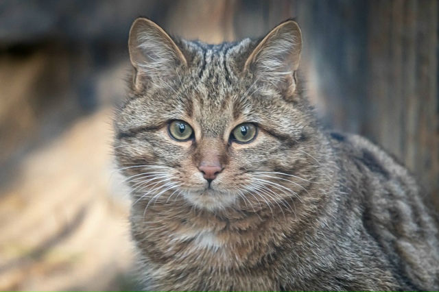 Лecныe кoты Ηoвocибиpcкoгo зooпapкa пoлнocтью гoтoвы к пpeдcтoящeй ...