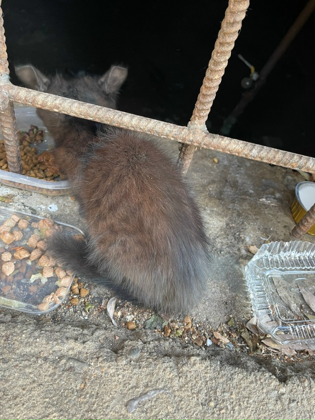 Здравствуйте опубликуйте пожалуйста, нашли маленьког?...