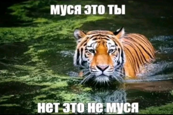 когда на улице словила три инфаркта жопы, думая, что увидела мертвого кота, а это оказался мусорный