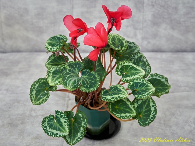 Балконные ))), хвастайте своими )!