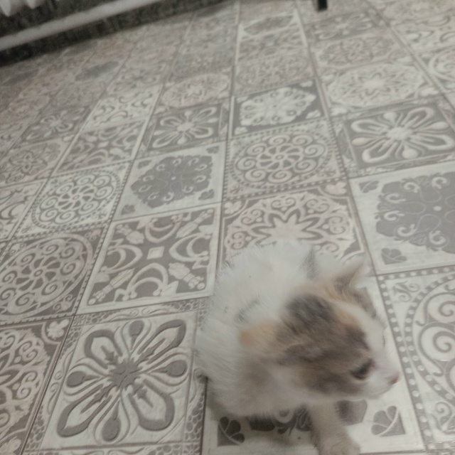 Сегодня в траве по улице Зои Космодемьянской был найде...