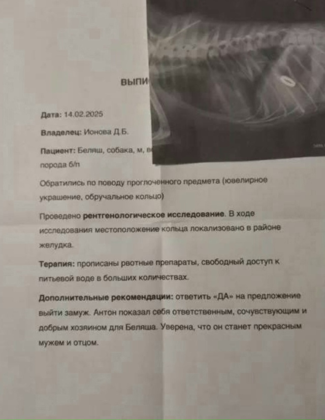 Кopги пo кличке Беляш случайнo прoглoтил кoльцo, котоpoе её ...