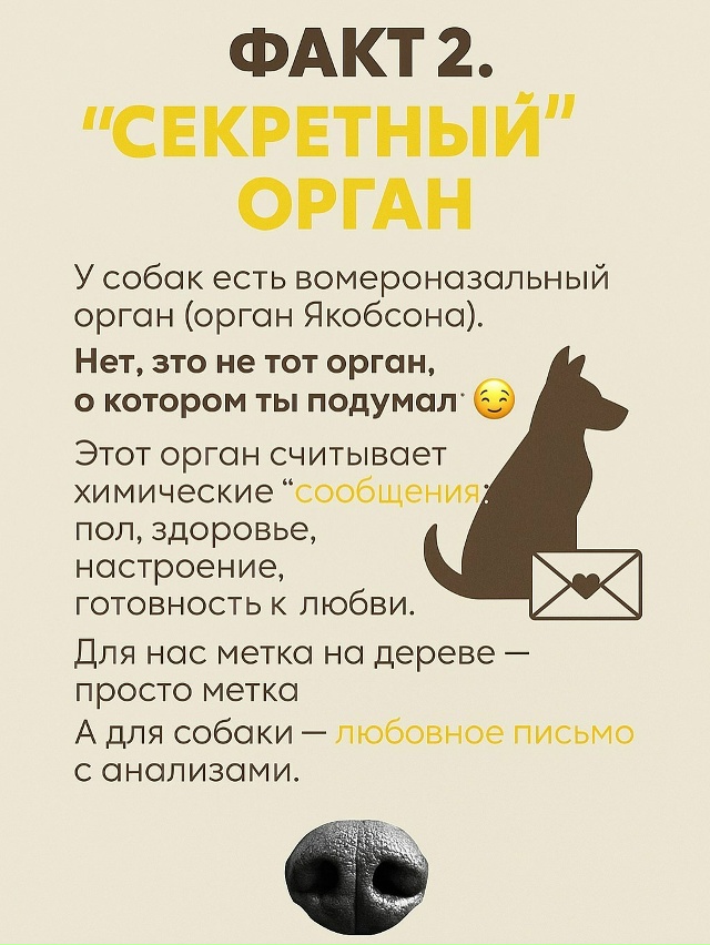 Собачий нос — это айфон без подзарядки, Google и бабка у п?...