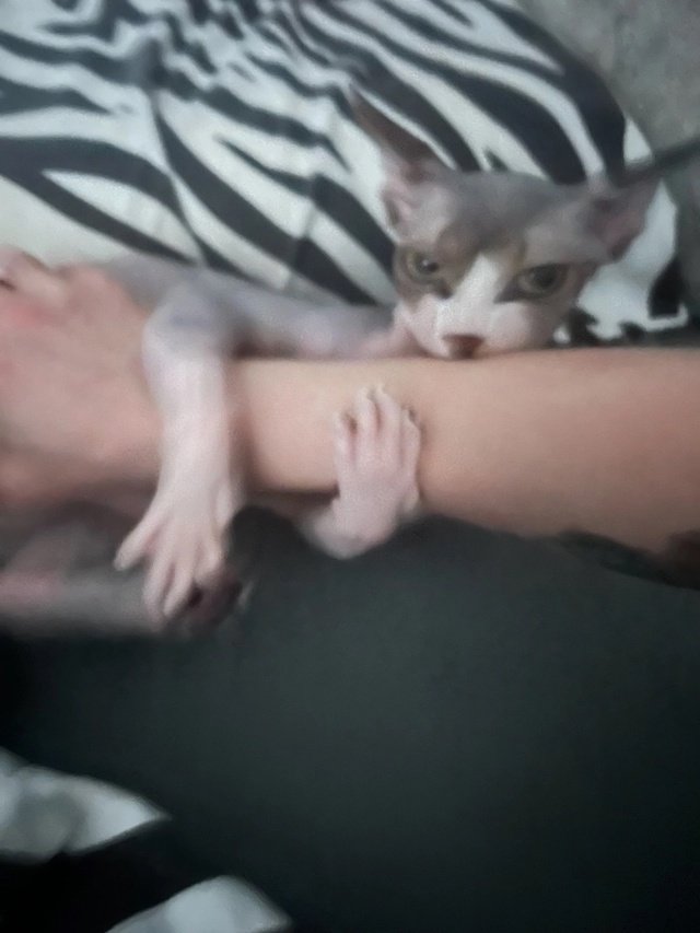 Тут снова мы-Иззи и Ви!
Года идут ,а кошки не взрослеют???...