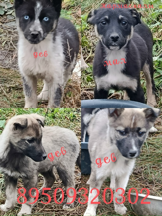 Найдёныши,на вид будут среднего размера,в еде неприхот...