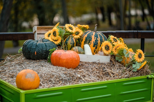 Осень в парке ... 🍂🍁 (Раменский парк 04/10/2025)