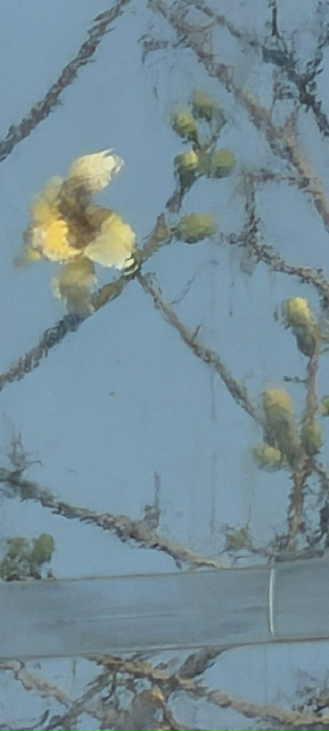 Теперь о прекрасном ? Хоризия расцвела
☝️ Цветок Хо?...