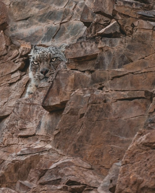 Сможете найти снежных барсов на этих фотографиях?
Ран?...