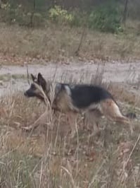 Немецкая овчарка сука находится в п Холмечи может кто ?...