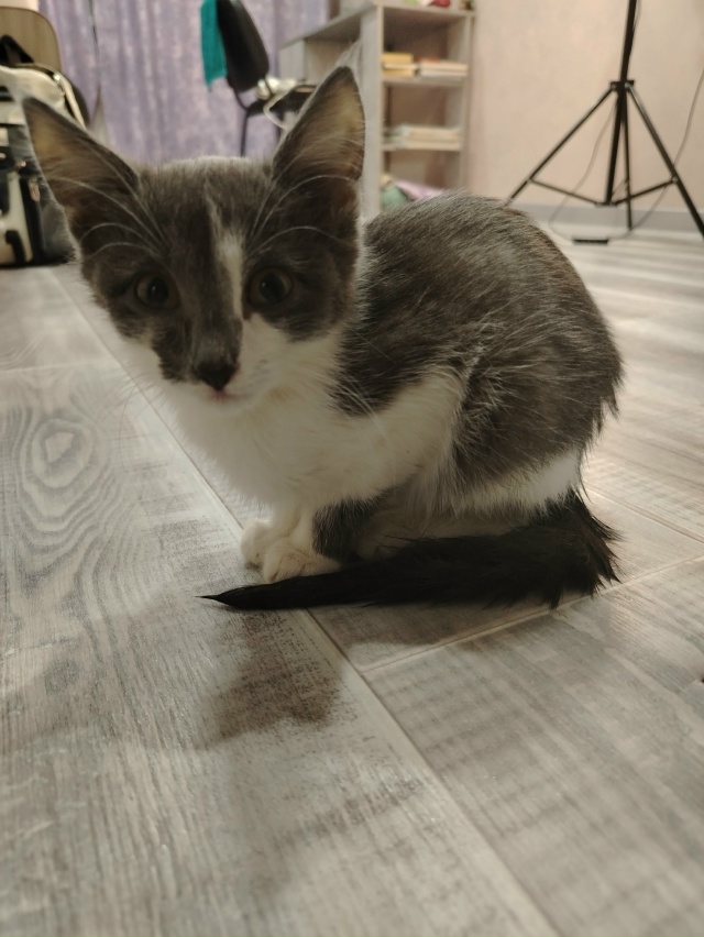 Добрый день! Дочка спасла котёнка, уличный, девочка вро...