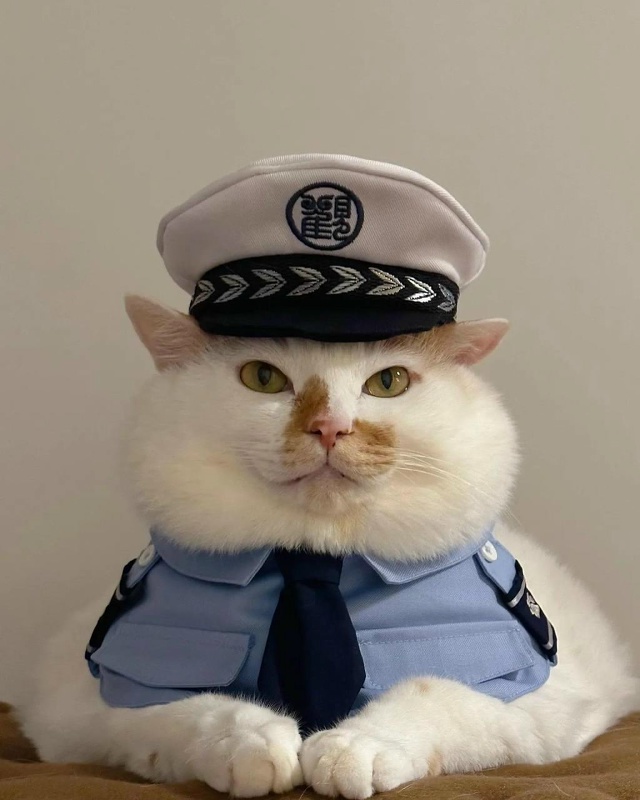 Вы арестованы за превышение милоты...