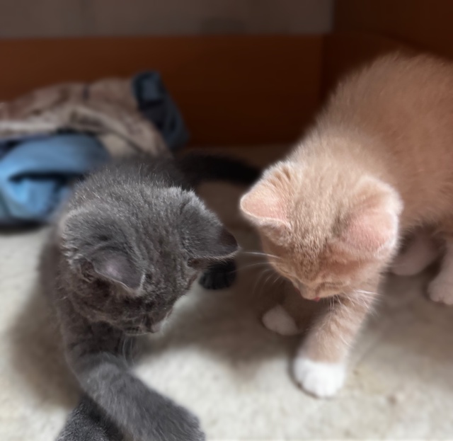 Отдам котят в добрые руки
2 Мальчика
Британцы
К лотку ?...