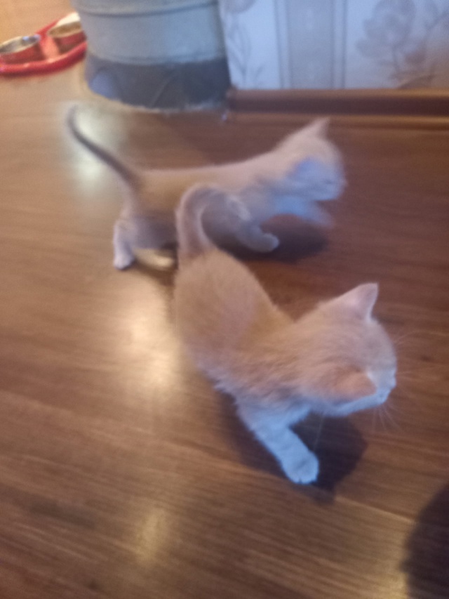 Отдам котят в добрые руки , котят месяц.