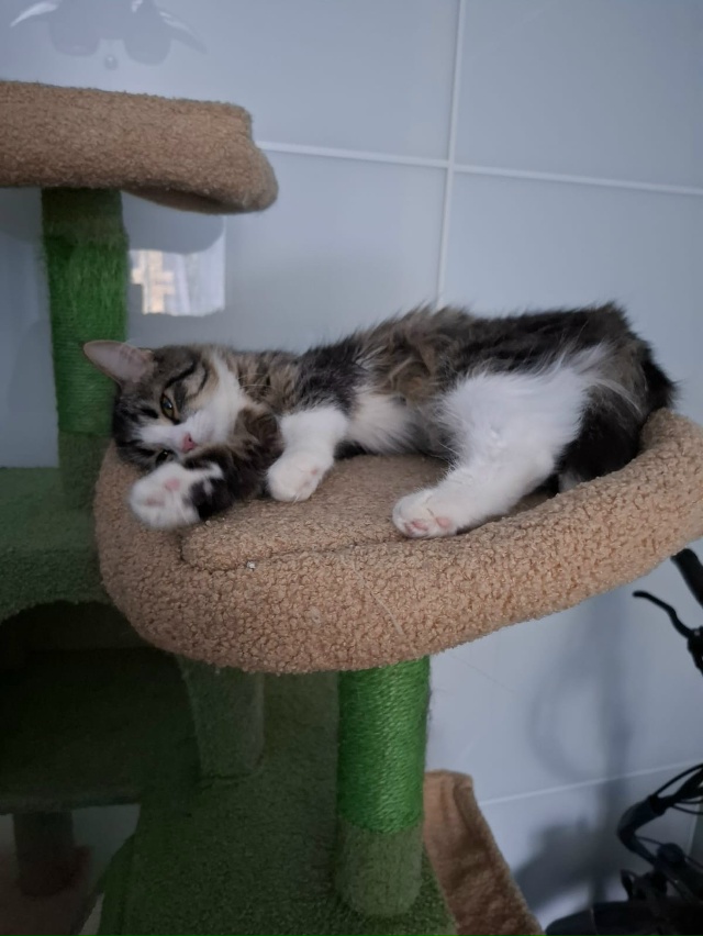 Добрый день! Ищем заботливых хозяев для молодой кошечк...