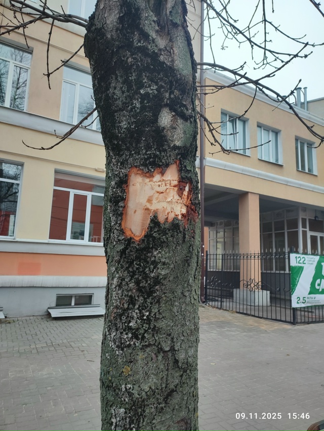 Вредительство облика Воронежа, путём уничтожения зеле...