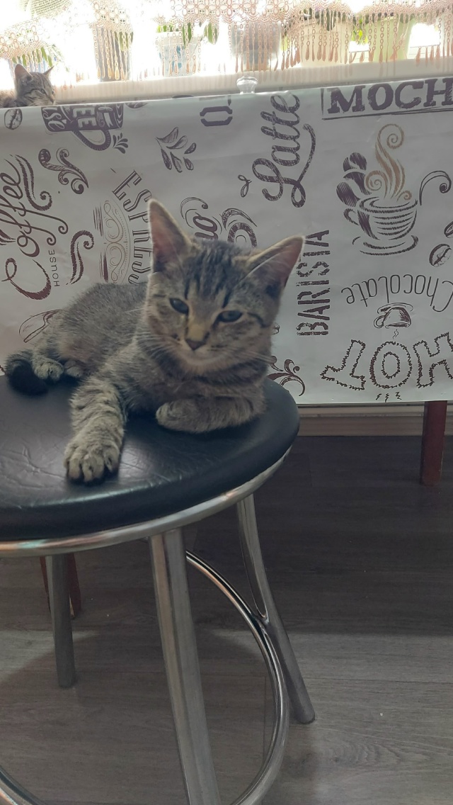 Кошечки в добрые руки. К лотку приучены, кушают всё. Лов...