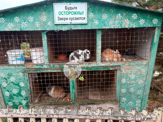 А это нормально, что животные возле храма в Копейске в ?...