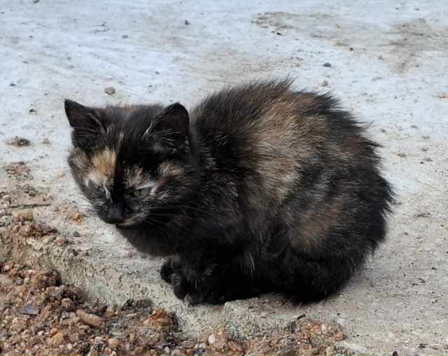 Котята отдам в добрые руки. Мышеловки. Кармаскалы