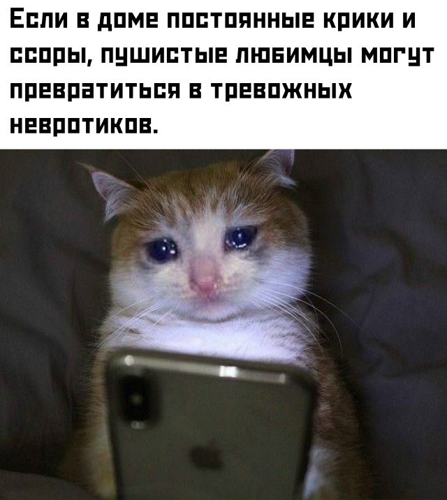 ☝ Особенно страдают кошки — у них от негатива могут ра...