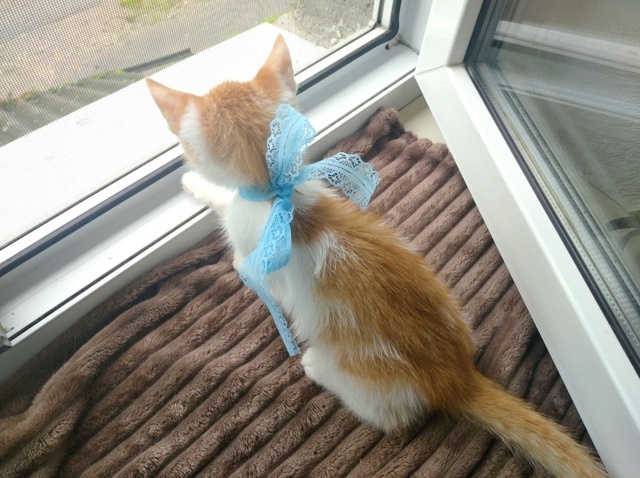 💙 🐈 Рыжий котомальчик находится в поисках своей семь...