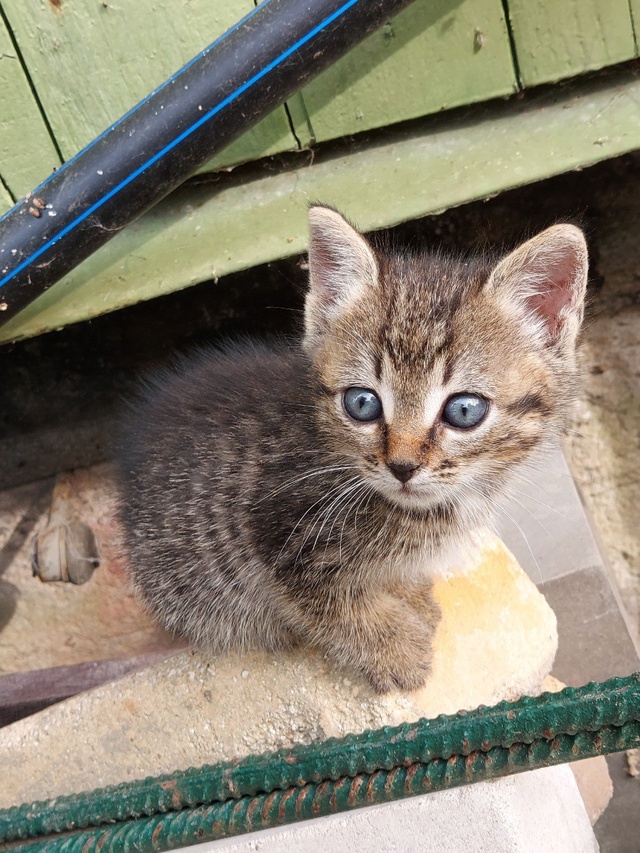 Котята в добрые руки - почти бенгалы, но без кредита Сан...