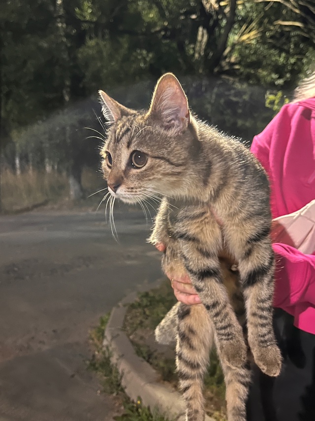 На улицах Комсомольская\Ленина бегает кошечка. Может к...