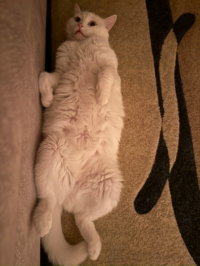 Чилит, пока КотМихаил не видит (аж язык высунула от удо?...