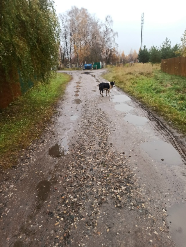 Шуя!!! Чей алабай второй день бродит в Яскино (район Пет?...